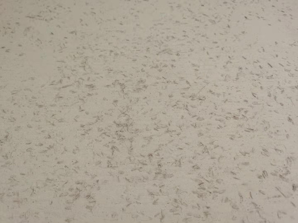 <strong>用質(zhì)樸的稻殼漆材料，裝飾出藝術(shù)墻面</strong>